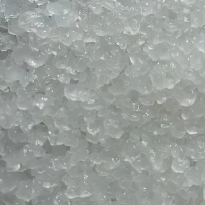 Grains de kéfir d'eau translucides vus de près
