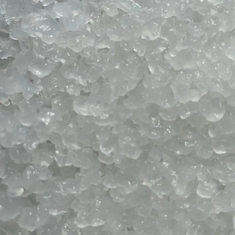 Grains de kéfir d'eau translucides